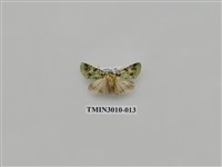 藏品(夜蛾619)的圖片